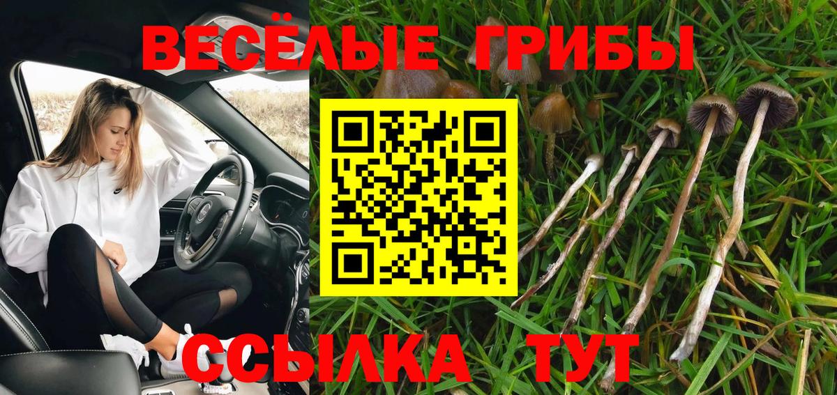 купить наркотики сайты  Вход с VPN  Галлюциногенные грибы мицелий  Кувандык  Галлюциногенные грибы Psilocybine cubensis 